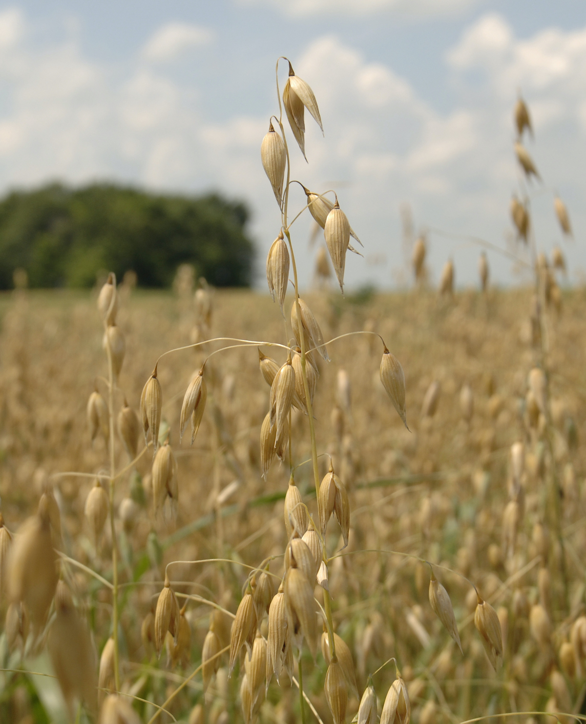 Organic Oat Flakes (Rolled Oats) are here! ❤️ - Janie's Mill